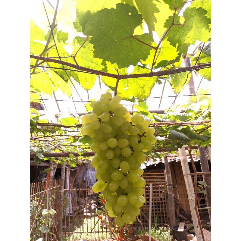 

Bibit anggur heliodor