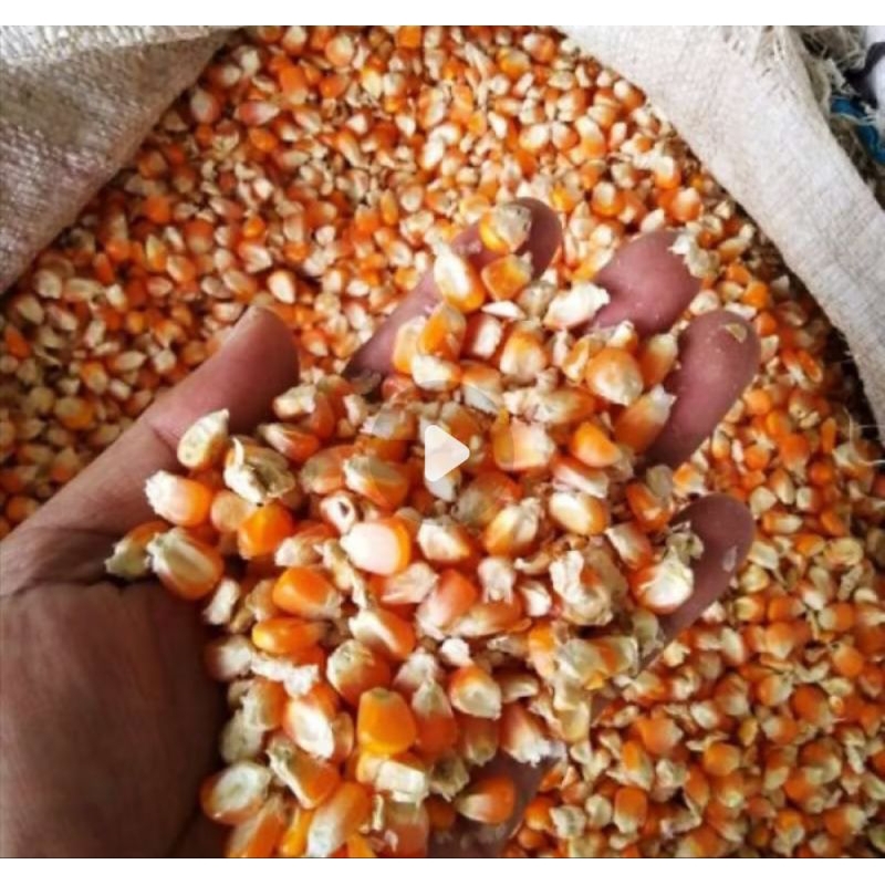 JAGUNG pakan ternak ayam petelur dan ayam potong