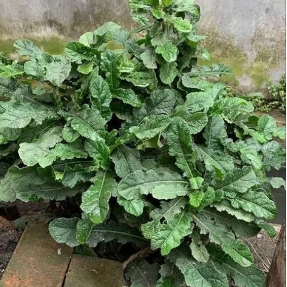 

TERMURAH Daun Tapak Liman Segar - 500Gram