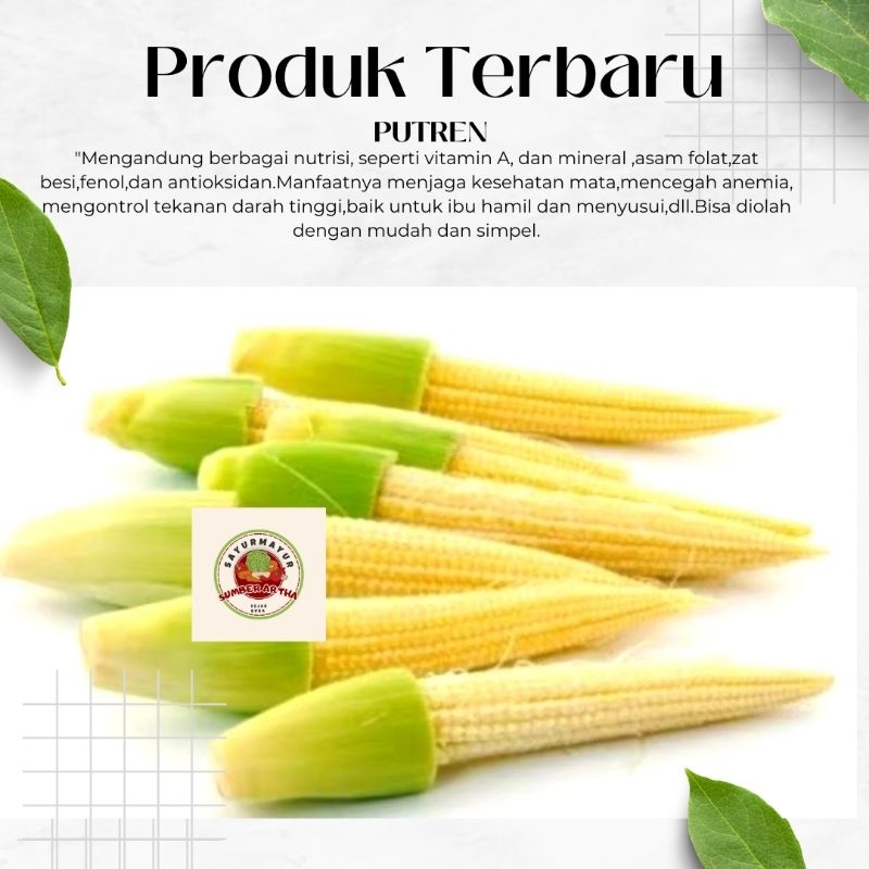 

Sayur Fresh 250Gr Putren super muda murah fast delivery