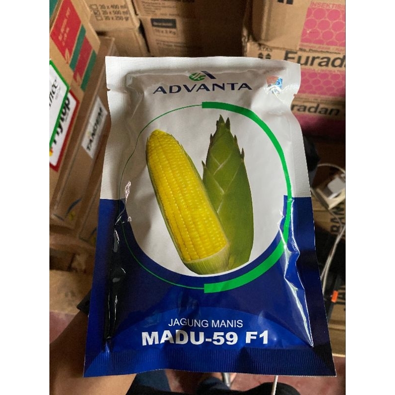 BENIH JAGUNG MANIS MADU-59 F1 / BENIH JAGUNG MANIS MADU ADVANTA