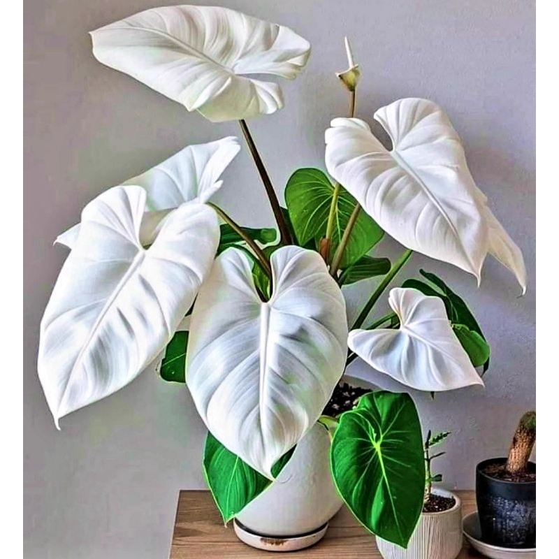 ( BISA COD ) Tanaman Hias Keladi Thai Series White Princes  Bunga Hias Keladi Caladium Anakan Murah 
