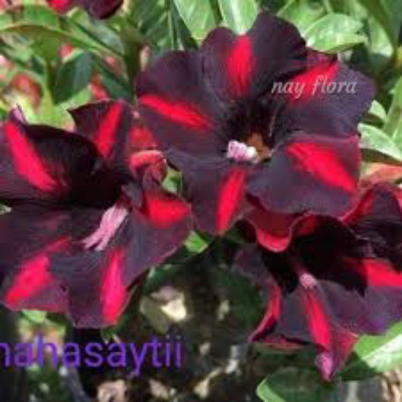 adenium bunga single grafting 1 pohon