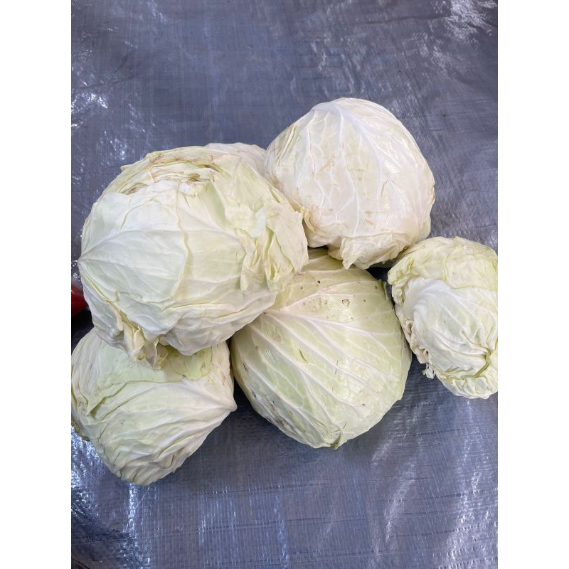 

Kol Kubis - 500gr / 1000gr