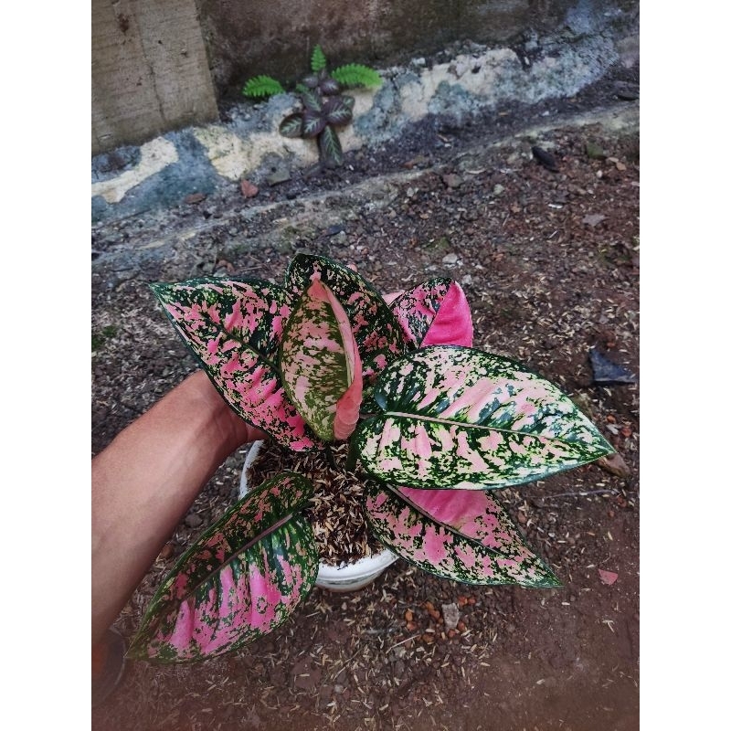 Aglonema ruby fanta tanian lokal