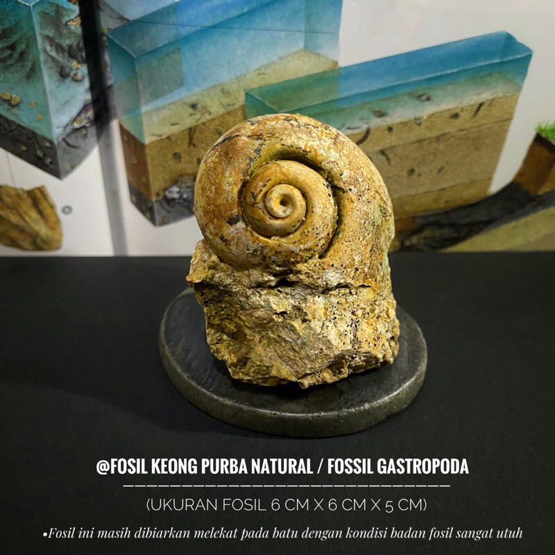 Bongkahan Fosil Keong Natural A37 atau Fosil Gastropoda atau Fosil Kol Buntet atau Fossil Snail atau