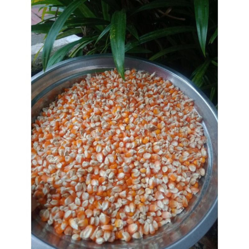 Jagung Pakan Doro/ Jagung Pakan merpati/ jagung Pakan ayam/ Jagung makanan ayam/ Doro/ Merpati / Jag