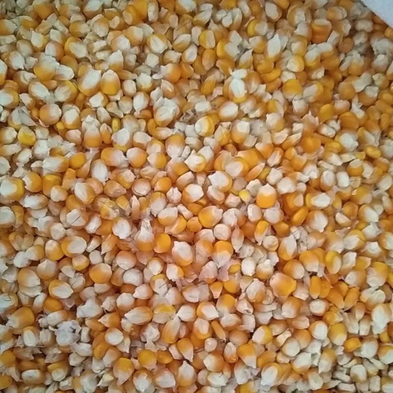Jagung utuh/ Jagung kering/ jagung Glondong/ Jagung goter pakan ayam/ Jagung Utuh Pakan ayam/ Jagung