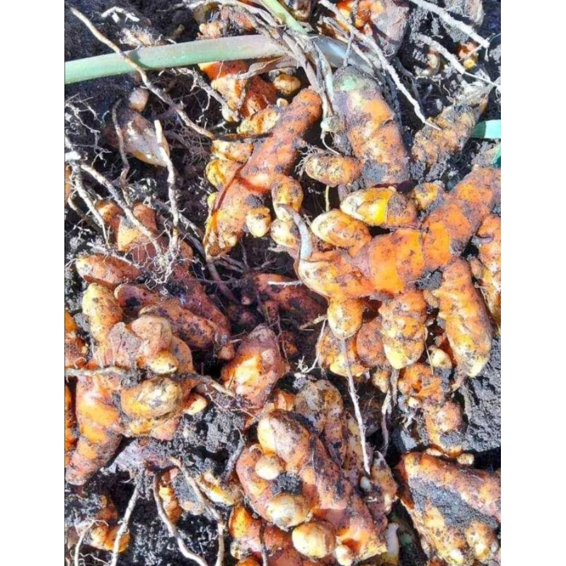 

kuning/kunyit pres segar&alami 500grm