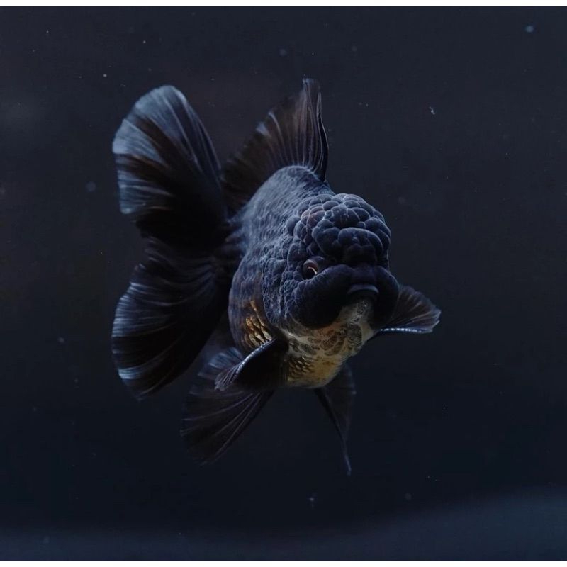 

KOKI ORANDA BLACK SUPER CANTIK GRADE A+