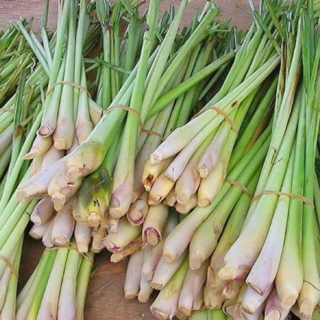 

Sereh Segar | Serai Wangi Fresh bijian| Rempah Sereh | Obat Herbal | Empon Empon