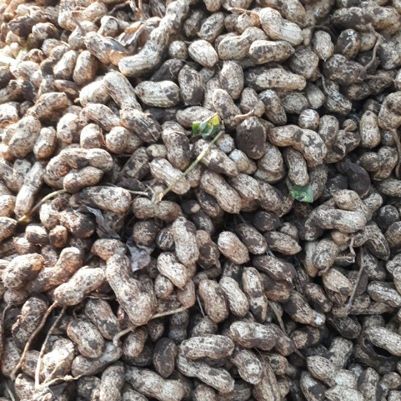 

KACANG TANAH/KACANG OLAH/KACANG REBUS/KACANG MADU MANI FRESS BERSIH