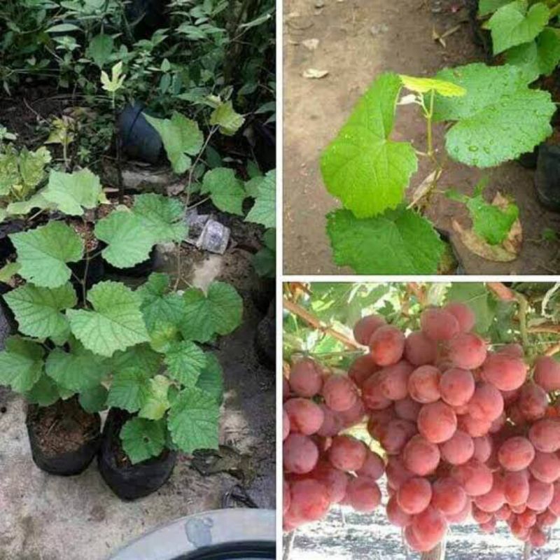 bibit anggur impor taldun terlaris