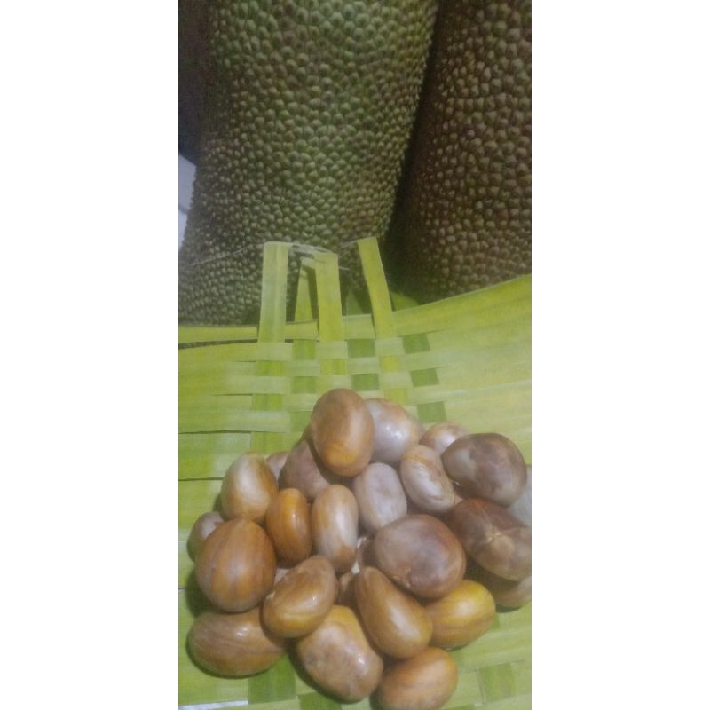 

Biji Cempedak dan Nangka / Biji Beton