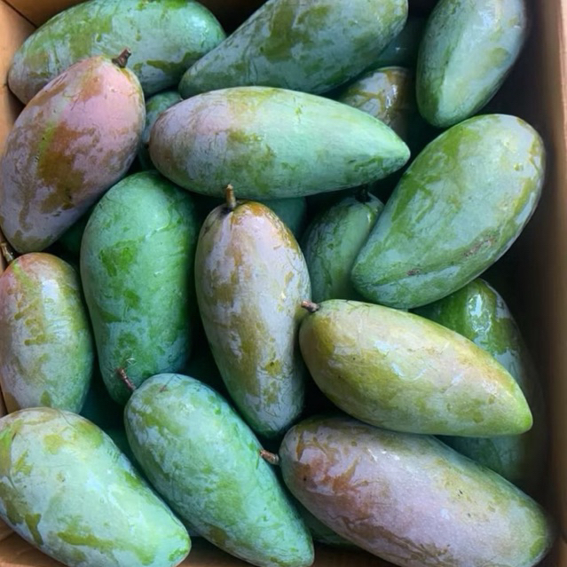 

Mangga Kiojay,Mangga Thailand 1kg