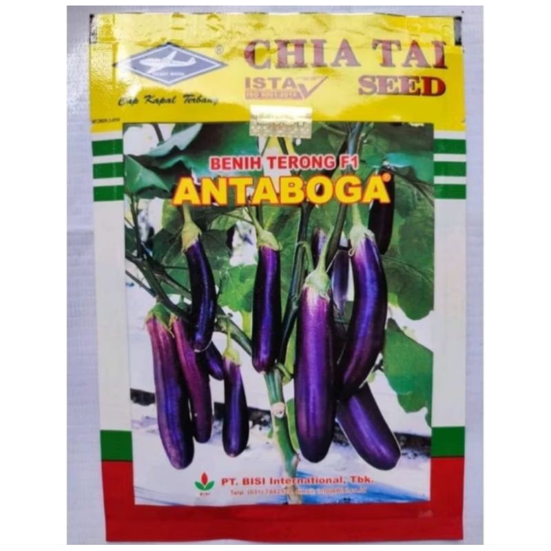 500 BENIH BIBIT TERONG UNGU ANTABOGA