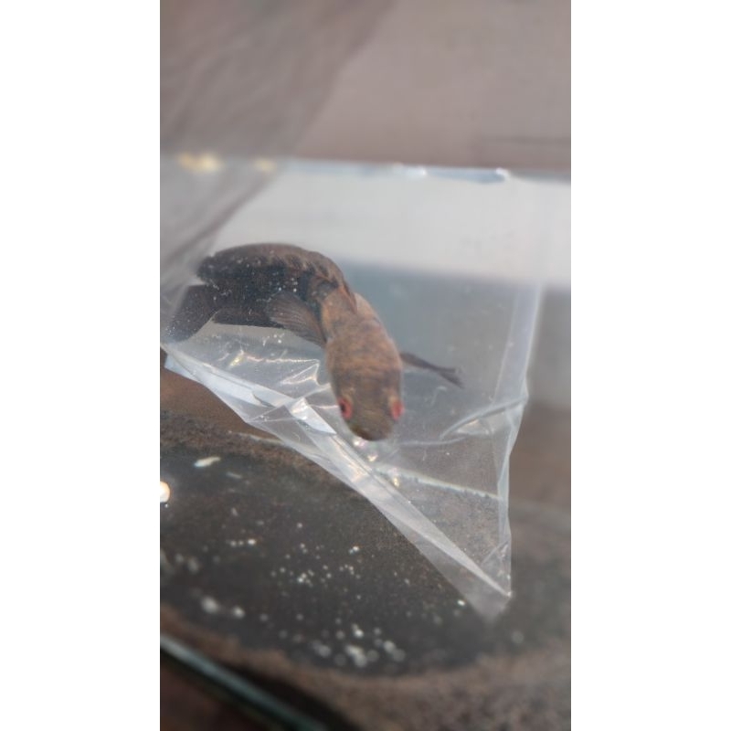 

kardus Maru red kalteng random