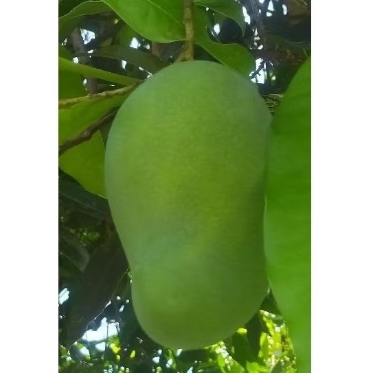 

Mangga Muda ( untuk rujak )