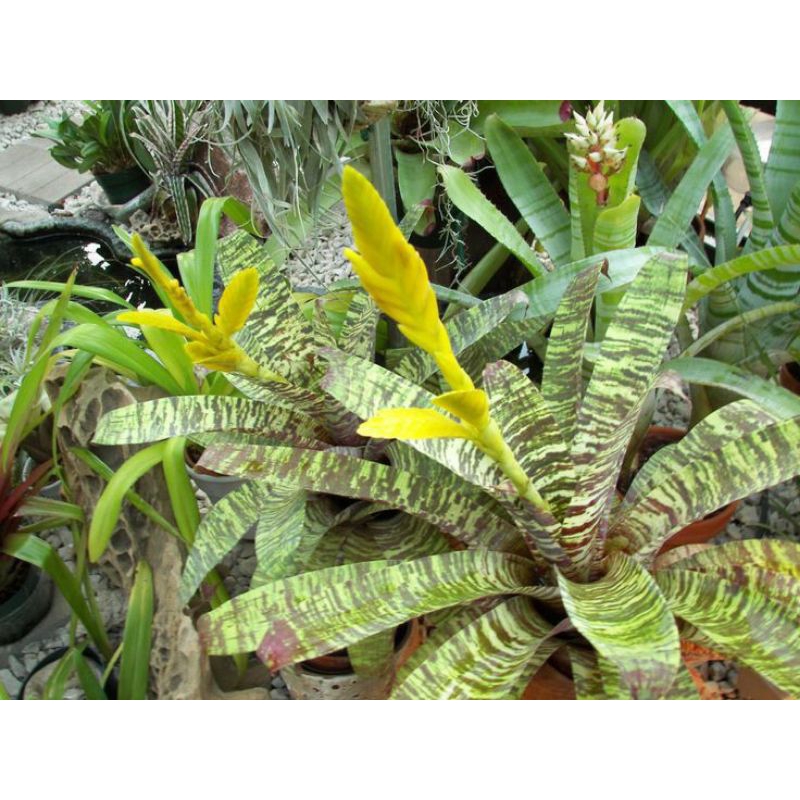 bromelia vriesea ospinae gruberi/bromelia vriesia army