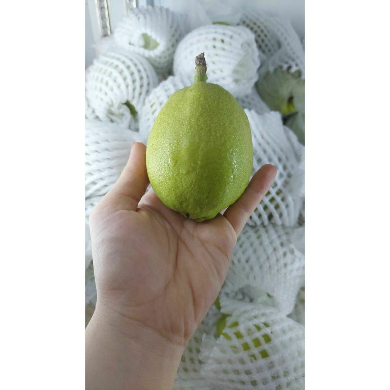 

Pear xiang lie ( 1 kg )