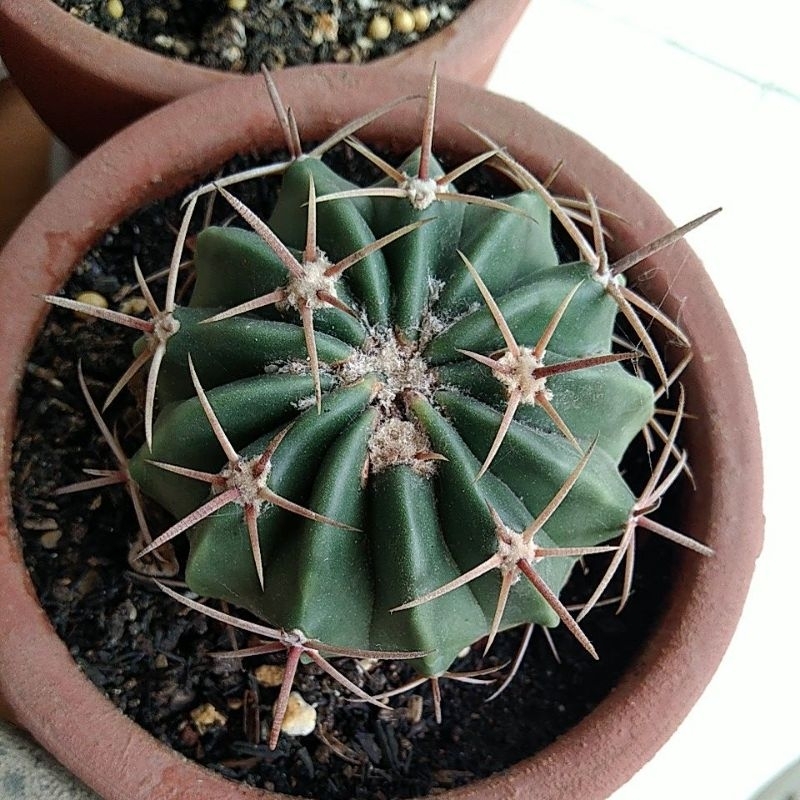 Kaktus fero histrix duri merah