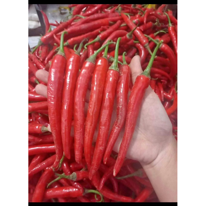 

cabe merah besar