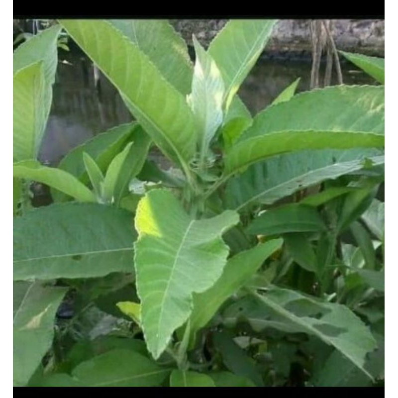 

Ready 250gram Daun Semung Segar Freshh-Obat Herbal
