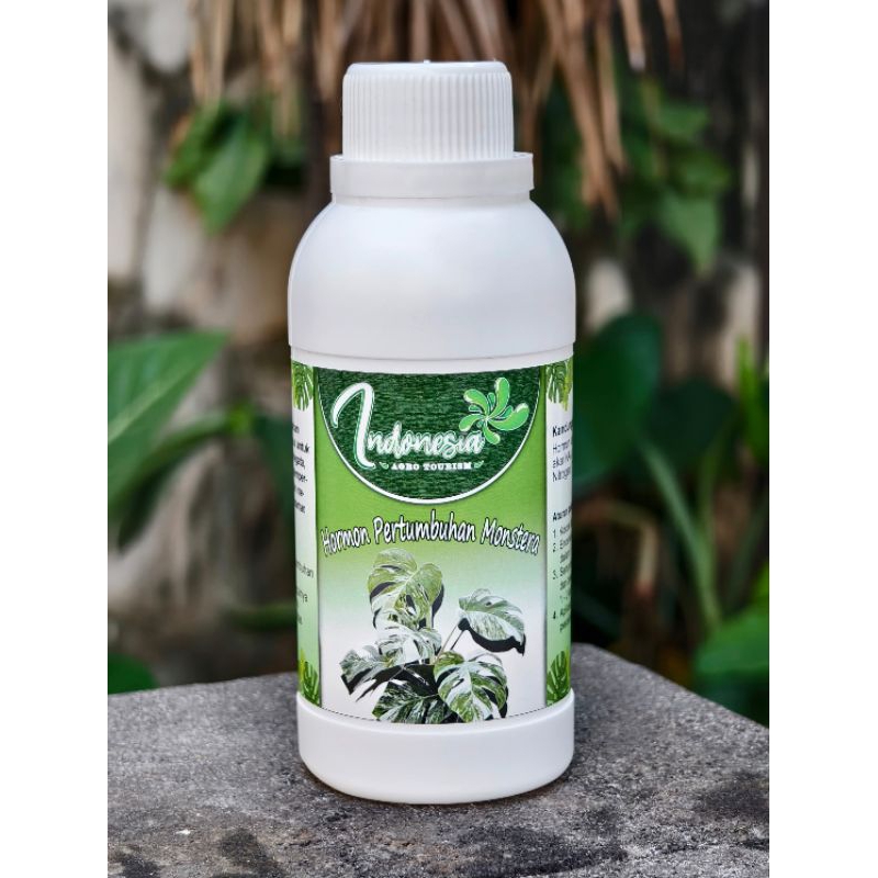 hormon variegata / hormon tanaman varigata original / vitamin monstera