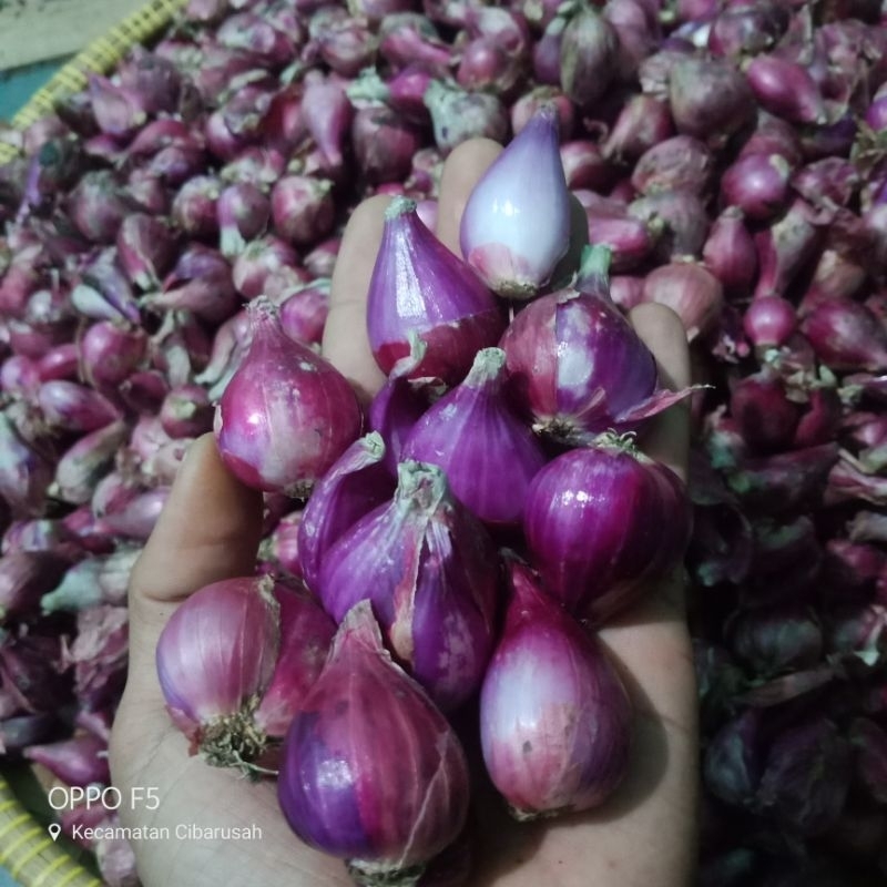 

BAWANG MERAH BREBES