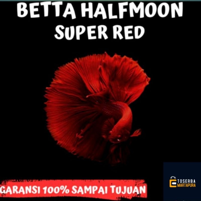 dekorasi akuarium.. ajib CUPANG HALFMOON/PLAKAT SUPER RED.. stok terbatas..