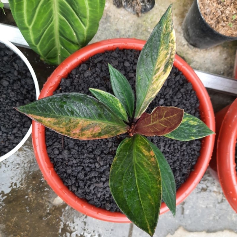 Anthurium jemani pink