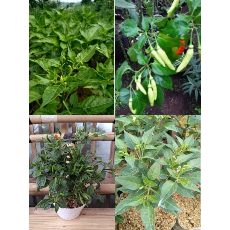 paket irit bibit 2 cabe rawit dan 2 cengek domba