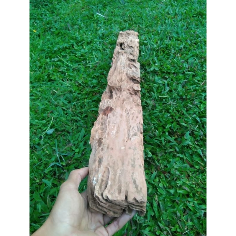 Kayu fosil unik