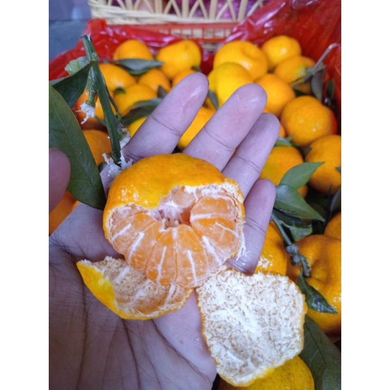 

Santang Daun / Santang Manis Seger