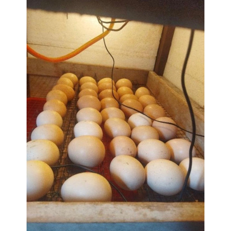 

telur fertil ayam kampung KUB2 garansi menetas ( 6 butir )