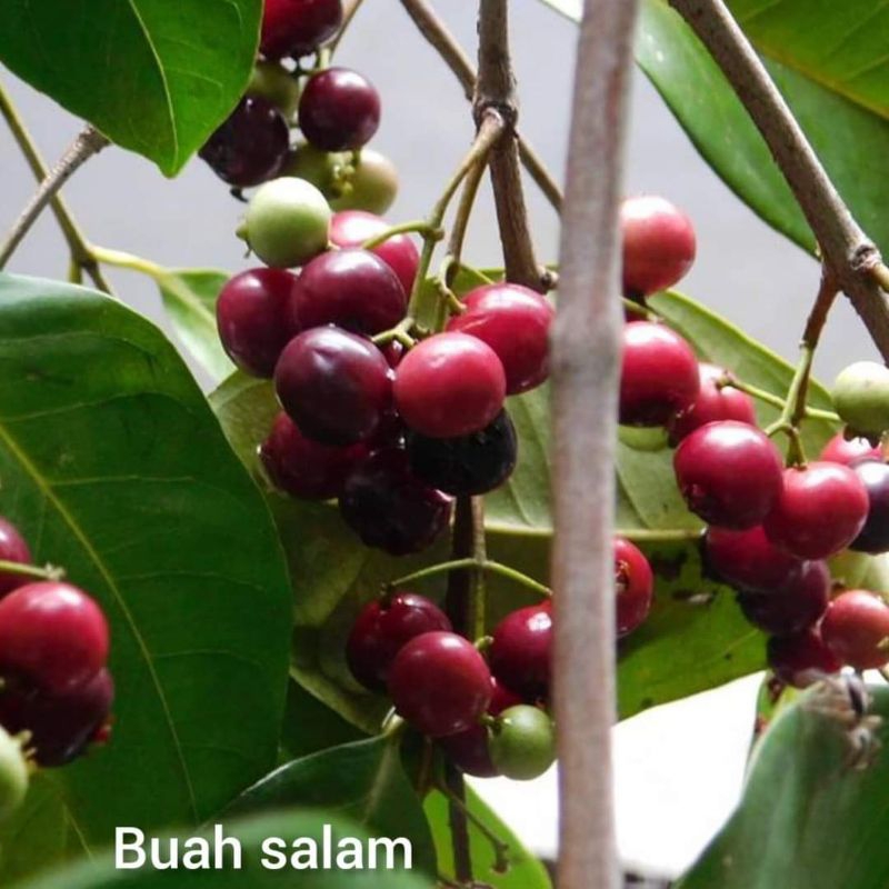 

Buah salam, bisa dimakan bisa buat bibit