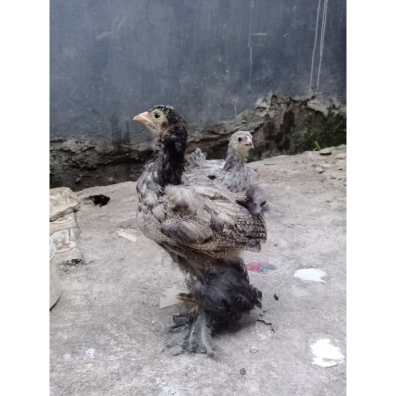 Ayam Brahma | Ayam Hias | Ayam Kaki Berbulu | Usia 3 Bulan | Yan45