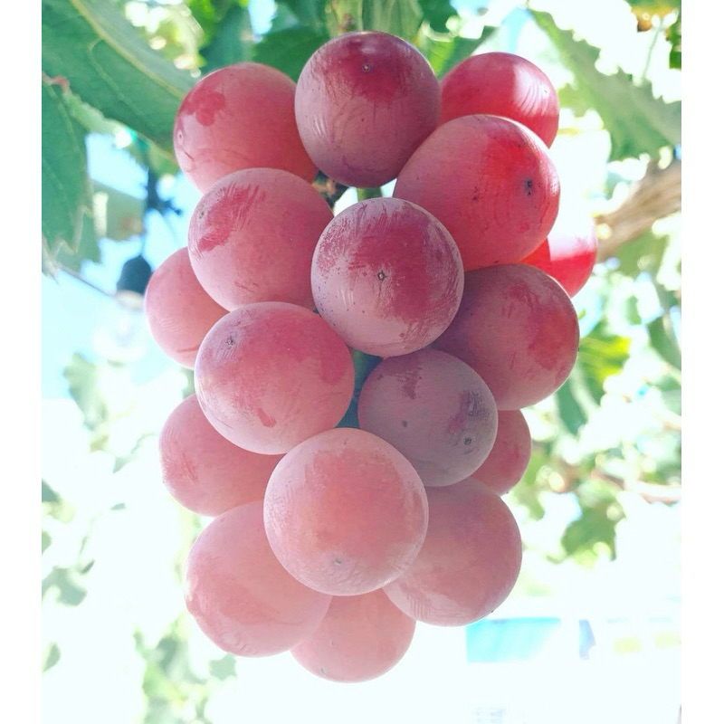 shinano smile tanaman anggur impor