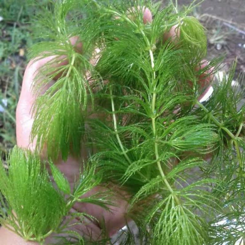 Tanaman Air Ganggang Ekor Tupai