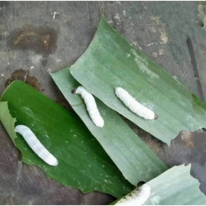 Ulat daun pisang hidup per,10 ekor,/umpan pancing