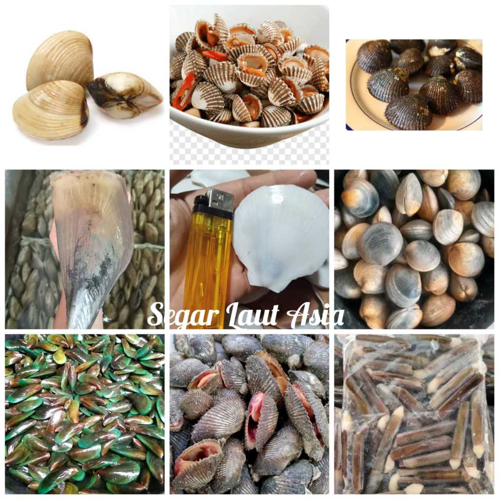 

Aneka Kerang Laut Segar 1Kg