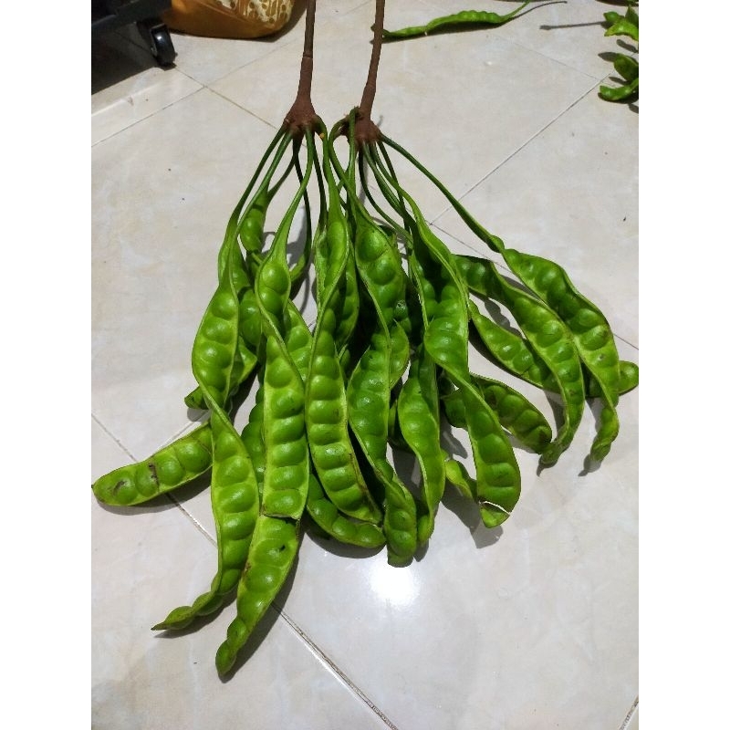 

Pete Petai Besar 1 Kg Kilo