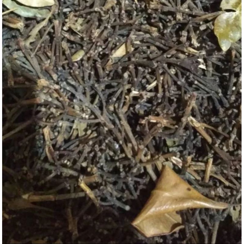 

GAGANG CENGKEH KERING 1 KG