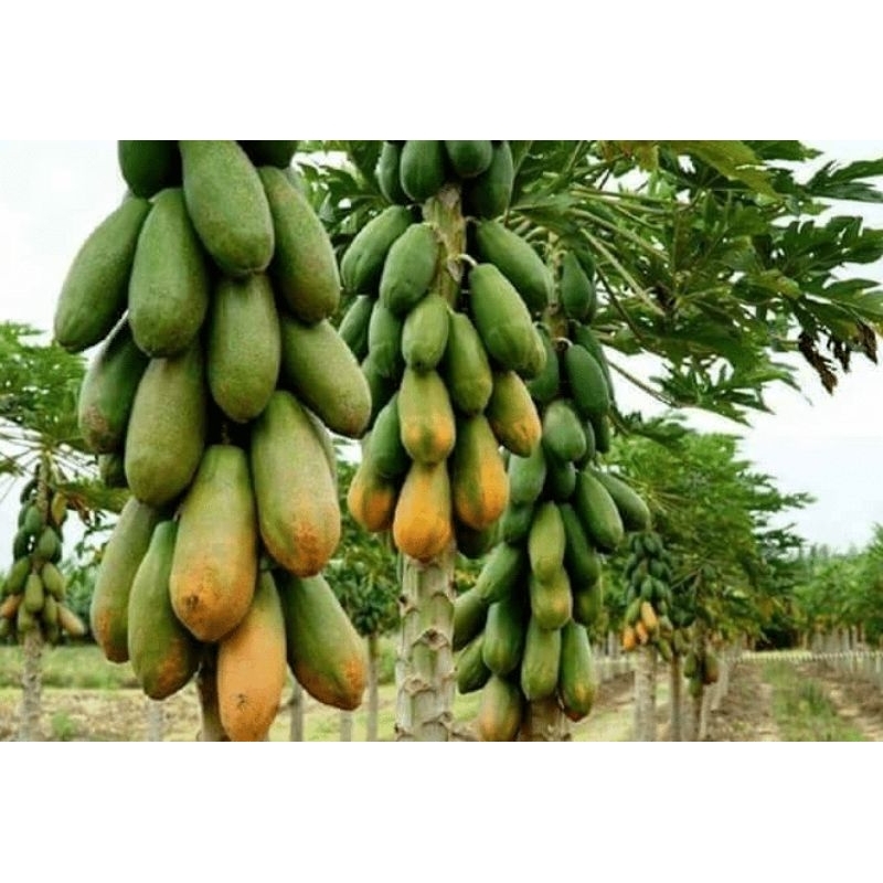 TERMURAHBENIH PEPAYA BANGKOK SUPER UNGGUL PREMIUM