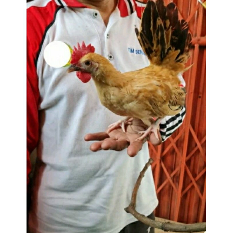 Ayam kate remaja (warna cokelat keputihan)