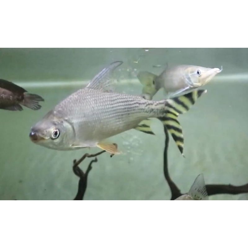 YFF Yellow Feifeng 15-20cm