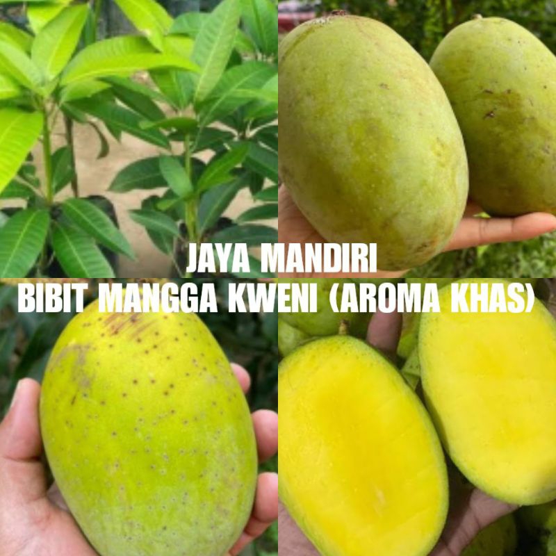BIBIT MANGGA KWENI (AROMA KHAS) SUPER