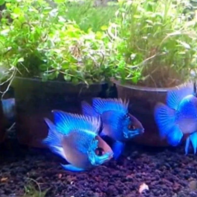 ikan blue elektrik ikan hias air tawar