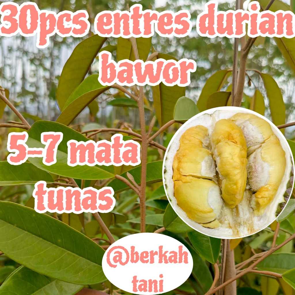 (KHUSUS) ENTRES DURIAN BAWOR DARI POHON SUDAH BERBUAH (30 PCS)