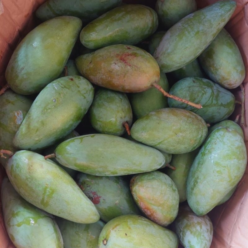 

[KIRIM INSTAN/SAMEDAY] Mangga Kiojay Dokmay Mengkel Mateng Tetep Endul